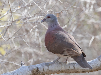 <i class='fa fa-user'></i> Paul van Giersbergen |   Madagaskartortel  <i class='fa fa-eye'> 140</i>   <i class='fa fa-comment-o'> 5</i>
