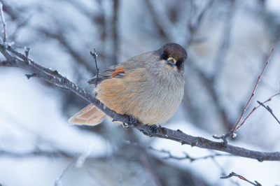 <i class='fa fa-user'></i> Arjen Drost |   Taigagaai  <i class='fa fa-eye'> 254</i>  <i class='fa fa-thumbs-up'> 2</i>   <i class='fa fa-comment-o'> 4</i>