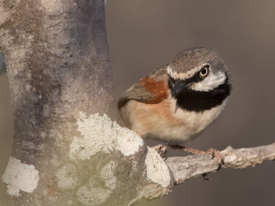 <i class='fa fa-user'></i> Paul van Giersbergen |   Roodschoudervanga  <i class='fa fa-eye'> 193</i>  <i class='fa fa-thumbs-up'> 7</i>   <i class='fa fa-comment-o'> 4</i>