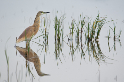 Een beeld van enkele jaren terug tijdens een trip naar Lesbos.
Vind hier de compositie wel mee vallen door de opschietende vegetatie.
Doch, het gras voor de vogel stoort hier wel een beetje.