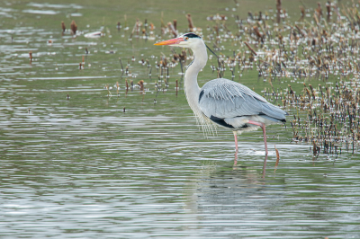 Ik houd wel van blauwe reigers en hier vind ik de sfeer wel mooi, de kleur van het water en de grassprieten.