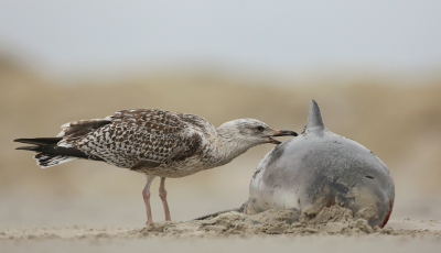 <i class='fa fa-user'></i> Henk Wiebe van der Meulen |   Grote Mantelmeeuw  <i class='fa fa-eye'> 454</i>  <i class='fa fa-thumbs-up'> 12</i>   <i class='fa fa-comment-o'> 15</i>