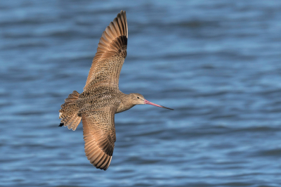 Shoreline Park, ligt aan de Sanfrancisco Bay,waar in de wintermaanden veel vogels uit Canada overwinteren.
Net als onze Grutto een prachtvogel.