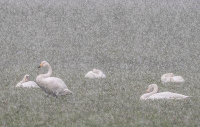 <i class='fa fa-user'></i> Fred |   Wilde Zwaan  <i class='fa fa-eye'> 419</i>  <i class='fa fa-thumbs-up'> 15</i>   <i class='fa fa-comment-o'> 4</i>