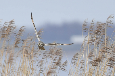 <i class='fa fa-user'></i> Harry Jamont |   Velduil  <i class='fa fa-eye'> 476</i>  <i class='fa fa-thumbs-up'> 20</i>   <i class='fa fa-comment-o'> 10</i>