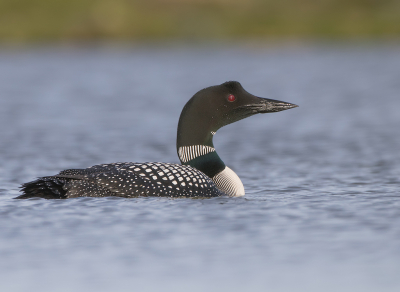 <i class='fa fa-user'></i> Alfred Berkhof |   IJsduiker  <i class='fa fa-eye'> 571</i>  <i class='fa fa-thumbs-up'> 24</i>   <i class='fa fa-comment-o'> 8</i>