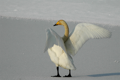 Deze wilde zwaan zat in een wakje met wat meerkoetjes, het was moeilijk om hem solitair  op de plaat te krijgen gelukkig ging hij even op het ijs. De veelheid wit vind ik erg fraai...