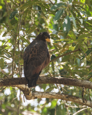 <i class='fa fa-user'></i> martin lok |   Krabbenbuizerd  <i class='fa fa-eye'> 139</i>   <i class='fa fa-comment-o'> 0</i>