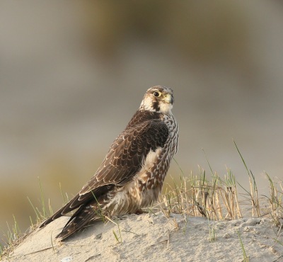 <i class='fa fa-user'></i> Henk Wiebe van der Meulen |   Slechtvalk  <i class='fa fa-eye'> 363</i>  <i class='fa fa-thumbs-up'> 15</i>   <i class='fa fa-comment-o'> 5</i>