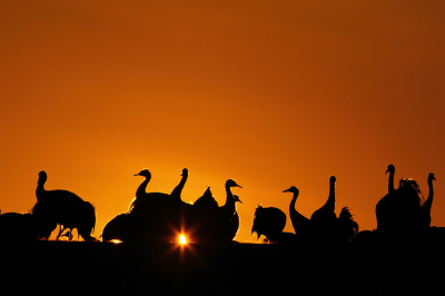 <i class='fa fa-user'></i> Alex Roetemeijer |   Kraanvogel  <i class='fa fa-eye'> 401</i>  <i class='fa fa-thumbs-up'> 19</i>   <i class='fa fa-comment-o'> 7</i>