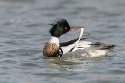 Goed licht met de nodige activiteit,en een fotografisch aantrekkelijke vogel,is natuurlijk altijd mooi.