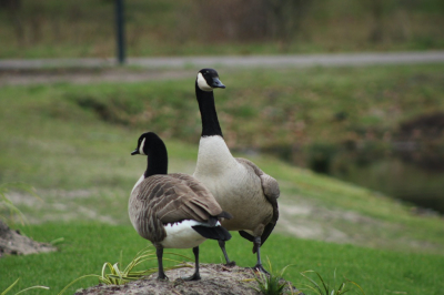 Lekker een weekeind weg in Belgi, op een park met huisjes aan het water. Deze twee ganzen zaten alleen maar te azen op ons eten... Die ene stond daar wel een uur - bijna roerloos - naar ons te turen, die andere liep wat om hem heen en wist dat 'ie niets van ons kreeg en graasde wat van zich af...