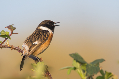 <i class='fa fa-user'></i> Vincent Vuik |   Roodborsttapuit  <i class='fa fa-eye'> 354</i>  <i class='fa fa-thumbs-up'> 14</i>   <i class='fa fa-comment-o'> 11</i>