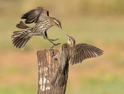 <i class='fa fa-user'></i> GeneGwin |   Epauletspreeuw  <i class='fa fa-eye'> 353</i>  <i class='fa fa-thumbs-up'> 8</i>   <i class='fa fa-comment-o'> 2</i>