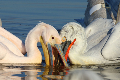 <i class='fa fa-user'></i> honderwa |   Roze Pelikaan  <i class='fa fa-eye'> 300</i>  <i class='fa fa-thumbs-up'> 2</i>   <i class='fa fa-comment-o'> 5</i>