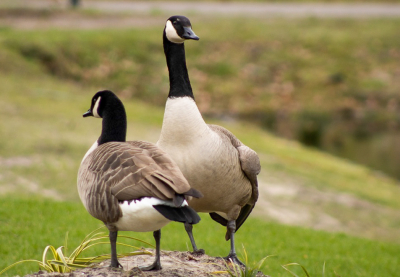 Lekker een weekeind weg in Belgi, op een park met huisjes aan het water. Deze twee ganzen zaten alleen maar te azen op ons eten... Die ene stond daar wel een uur - bijna roerloos - naar ons te turen, die andere liep wat om hem heen en wist dat 'ie niets van ons kreeg en graasde wat van zich af...