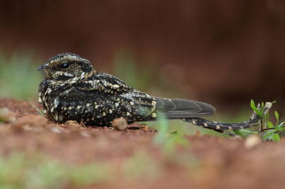 <i class='fa fa-user'></i> Martjan Lammertink |   Spiesstaartnachtzwaluw  <i class='fa fa-eye'> 296</i>  <i class='fa fa-thumbs-up'> 18</i>   <i class='fa fa-comment-o'> 8</i>