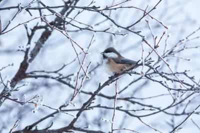 <i class='fa fa-user'></i> Arjen Drost |   Bruinkopmees  <i class='fa fa-eye'> 195</i>   <i class='fa fa-comment-o'> 2</i>