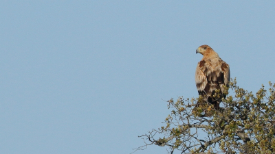 Tijdens mijn verblijf in het zuiden van de Extremadura, verschillende roofvogels kunnen fotograferen. De Spaanse keizerarenden hadden mijn lichte voorkeur....
Hier een jong van verleden jaar.