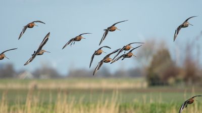 Een paar keer ben ik wezen kijken of er al Grutto's waren, het begon mondjesmaat, n, twee drie en nu 82 stuks geteld. Rustig schuil gaan zitten met uitzicht op een schelpeneilandje waar ze zaten met Scholeksters en Kieviten. Af en toe vlogen ze een rondje en landde weer.