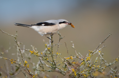 <i class='fa fa-user'></i> Hans Overduin |   Klapekster  <i class='fa fa-eye'> 481</i>  <i class='fa fa-thumbs-up'> 24</i>   <i class='fa fa-comment-o'> 12</i>