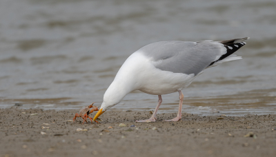 <i class='fa fa-user'></i> Conny Schotanus |   Zilvermeeuw  <i class='fa fa-eye'> 225</i>  <i class='fa fa-thumbs-up'> 2</i>   <i class='fa fa-comment-o'> 7</i>