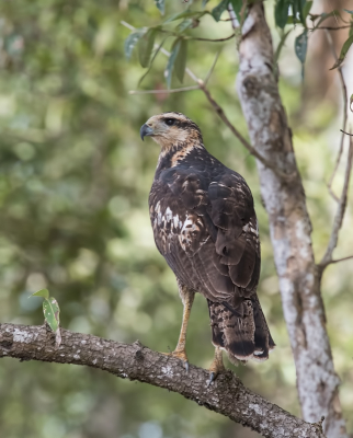 <i class='fa fa-user'></i> martin lok |   Zwarte Arendbuizerd  <i class='fa fa-eye'> 190</i>   <i class='fa fa-comment-o'> 0</i>