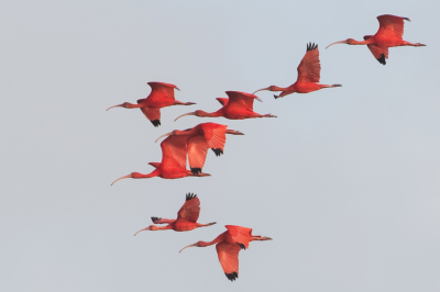 <i class='fa fa-user'></i> martin lok |   Rode Ibis  <i class='fa fa-eye'> 217</i>   <i class='fa fa-comment-o'> 6</i>