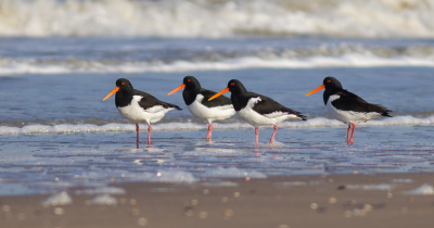 Vaak te zien in de polder, maar ook op het strand. Met name in de winter, dan eten ze veel schelpdieren zoals kokkels en gebruiken ze hun snavel als beitel, waardoor de snavel bot wordt.