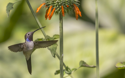 <i class='fa fa-user'></i> Lennart Verheuvel |   Atacamakolibrie  <i class='fa fa-eye'> 126</i>  <i class='fa fa-thumbs-up'> 2</i>   <i class='fa fa-comment-o'> 1</i>