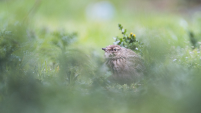 <i class='fa fa-user'></i> Gert-Jan Cromwijk |   Kuifleeuwerik  <i class='fa fa-eye'> 196</i>  <i class='fa fa-thumbs-up'> 4</i>   <i class='fa fa-comment-o'> 4</i>