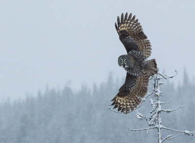 <i class='fa fa-user'></i> natuurflits |   Laplanduil  <i class='fa fa-eye'> 415</i>  <i class='fa fa-thumbs-up'> 10</i>   <i class='fa fa-comment-o'> 7</i>