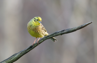 We gingen vandaag naar de Hoogveenhut in de hoop de Geelgors te kunnen fotograferen en dat is gelukt. Gedurende de dag verschillende van deze fraaie vogels voor de hut gehad.