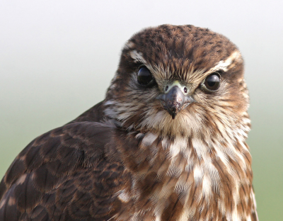 <i class='fa fa-user'></i> Rob_Groosjohan |   Smelleken  <i class='fa fa-eye'> 420</i>  <i class='fa fa-thumbs-up'> 5</i>   <i class='fa fa-comment-o'> 8</i>