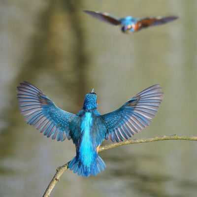 <i class='fa fa-user'></i> corvanspijk |   IJsvogel  <i class='fa fa-eye'> 585</i>  <i class='fa fa-thumbs-up'> 30</i>   <i class='fa fa-comment-o'> 15</i>