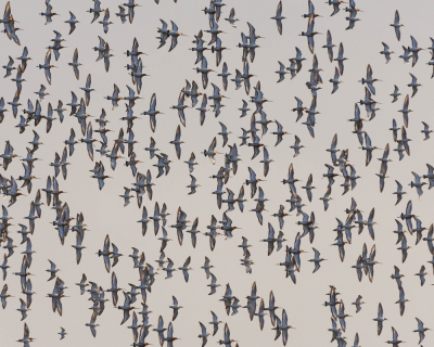 <i class='fa fa-user'></i> Wijnand van Buuren |   Kemphaan  <i class='fa fa-eye'> 314</i>  <i class='fa fa-thumbs-up'> 10</i>   <i class='fa fa-comment-o'> 13</i>