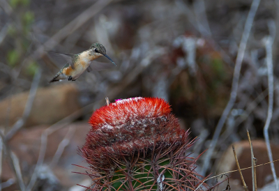 <i class='fa fa-user'></i> charlysax |   Kortstaartboself  <i class='fa fa-eye'> 242</i>  <i class='fa fa-thumbs-up'> 8</i>   <i class='fa fa-comment-o'> 5</i>