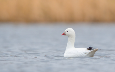 <i class='fa fa-user'></i> Hans Overduin |   Ross' Gans  <i class='fa fa-eye'> 289</i>  <i class='fa fa-thumbs-up'> 6</i>   <i class='fa fa-comment-o'> 9</i>