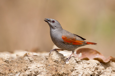 <i class='fa fa-user'></i> pjvantuil |   Aurora-astrild  <i class='fa fa-eye'> 204</i>  <i class='fa fa-thumbs-up'> 6</i>   <i class='fa fa-comment-o'> 7</i>