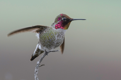 Anna's Kolibrie is een algemene srt in California, in de wintermaanden, vaak op een takje als uitvalsbases om kleine insecten te vangen.
Hier een keer niet tegen de meestal blauwe lucht.