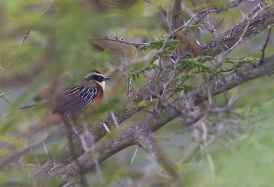 <i class='fa fa-user'></i> charlysax |   Maranmaansluiper  <i class='fa fa-eye'> 169</i>  <i class='fa fa-thumbs-up'> 4</i>   <i class='fa fa-comment-o'> 9</i>