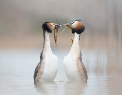 <i class='fa fa-user'></i> keesvanderklauw |   Fuut  <i class='fa fa-eye'> 394</i>  <i class='fa fa-thumbs-up'> 21</i>   <i class='fa fa-comment-o'> 11</i>