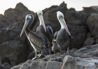 <i class='fa fa-user'></i> Lennart Verheuvel |   Simeons Meeuw  <i class='fa fa-eye'> 200</i>  <i class='fa fa-thumbs-up'> 2</i>   <i class='fa fa-comment-o'> 5</i>