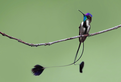 <i class='fa fa-user'></i> charlysax |   Vlagkolibrie  <i class='fa fa-eye'> 257</i>  <i class='fa fa-thumbs-up'> 17</i>   <i class='fa fa-comment-o'> 7</i>