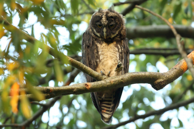 <i class='fa fa-user'></i> Martjan Lammertink |   Grote Ransuil  <i class='fa fa-eye'> 230</i>  <i class='fa fa-thumbs-up'> 1</i>   <i class='fa fa-comment-o'> 3</i>