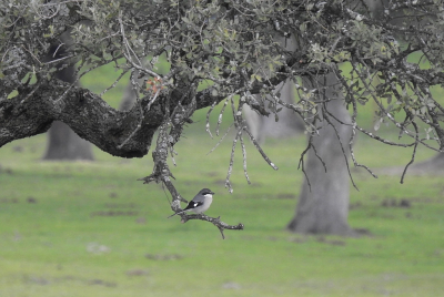 <i class='fa fa-user'></i> sieb |   Iberische Klapekster  <i class='fa fa-eye'> 466</i>  <i class='fa fa-thumbs-up'> 18</i>   <i class='fa fa-comment-o'> 16</i>