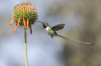 <i class='fa fa-user'></i> Lennart Verheuvel |   Peruaanse Schaarstaartkolibrie  <i class='fa fa-eye'> 202</i>  <i class='fa fa-thumbs-up'> 10</i>   <i class='fa fa-comment-o'> 5</i>