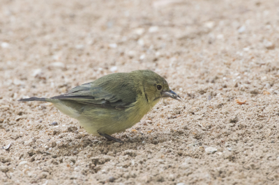 <i class='fa fa-user'></i> martin lok |   Tweekleurige Spitssnavel  <i class='fa fa-eye'> 147</i>   <i class='fa fa-comment-o'> 1</i>