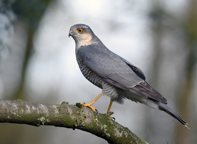 <i class='fa fa-user'></i> henkdikkers |   Sperwer  <i class='fa fa-eye'> 498</i>  <i class='fa fa-thumbs-up'> 30</i>   <i class='fa fa-comment-o'> 19</i>