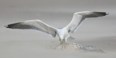 <i class='fa fa-user'></i> Henk Wiebe van der Meulen |   Grote Mantelmeeuw  <i class='fa fa-eye'> 315</i>  <i class='fa fa-thumbs-up'> 9</i>   <i class='fa fa-comment-o'> 5</i>